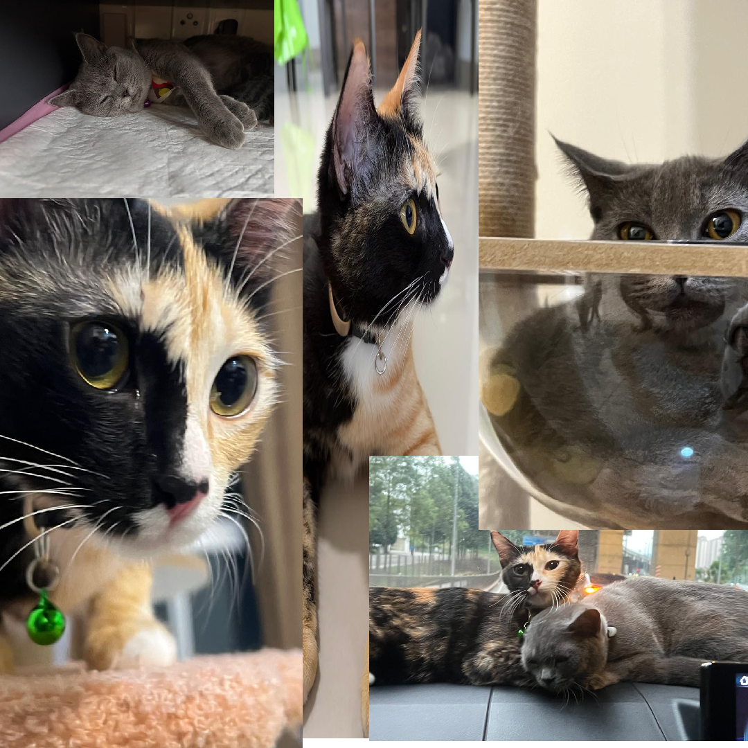Collage of Cats